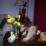 Carolyn Skinker Wetzel's profile image