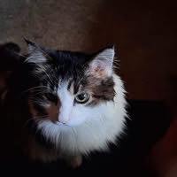 Tracy Lundenburg's profile image