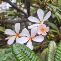 AJ Jean's profile image