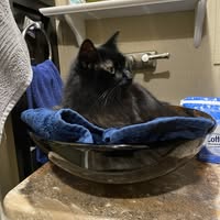 Joe Becky Gronzo's profile image