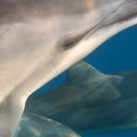 Laura Dere's profile image