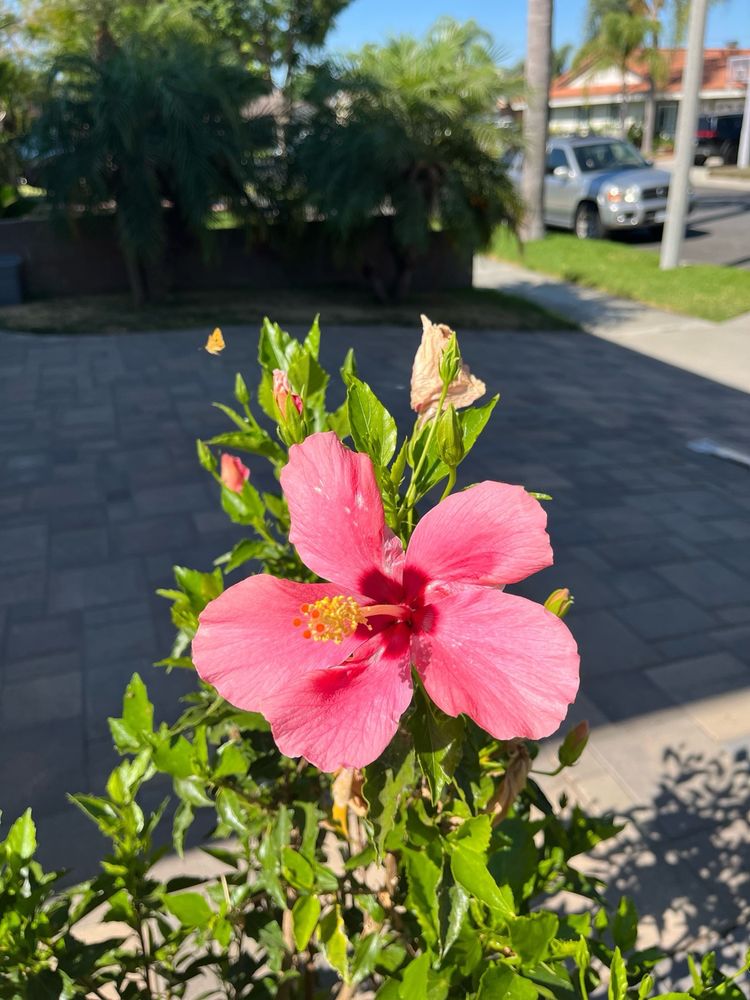 Manuela C.'s profile image