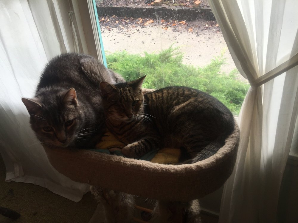 Maura L.'s profile image