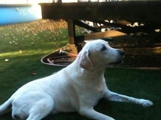 Dawn L.'s profile image