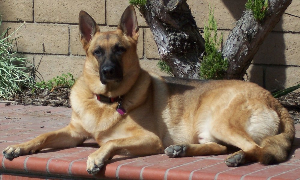 D Z.'s profile image