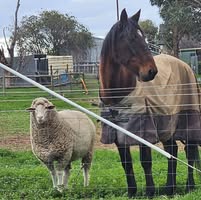 Ruth Anspach's profile image