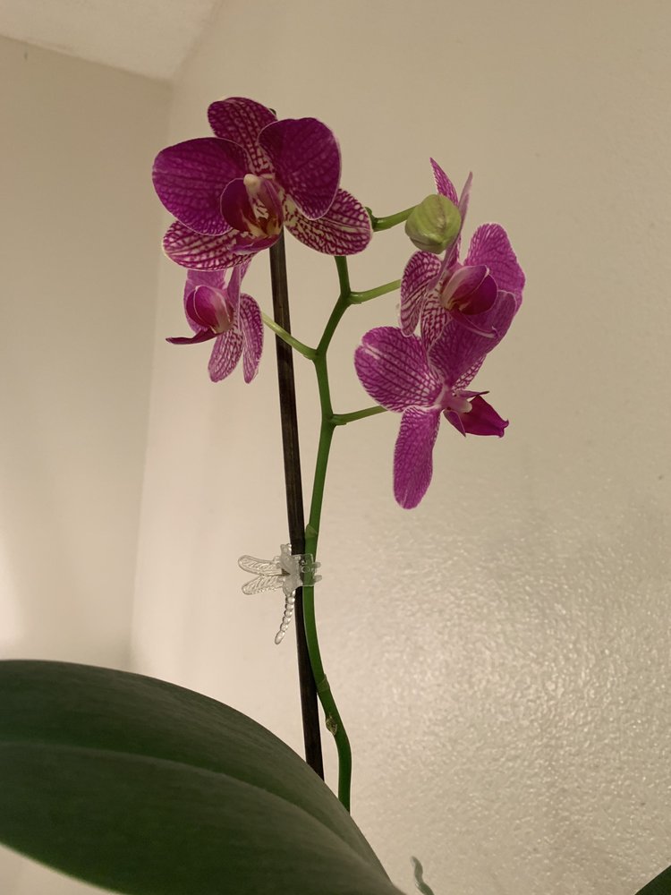 Smiley805 L.'s profile image