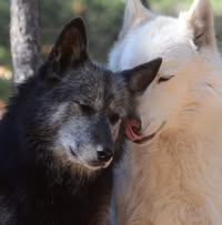 Wolf's profile image