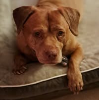 Elizabeth Murphy Sanchez's profile image