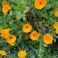 Kerri Ma Wilson's profile image