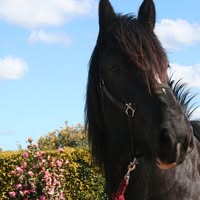 Helen Terese Parks's profile image