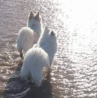 Amaterasu Nirvana's profile image