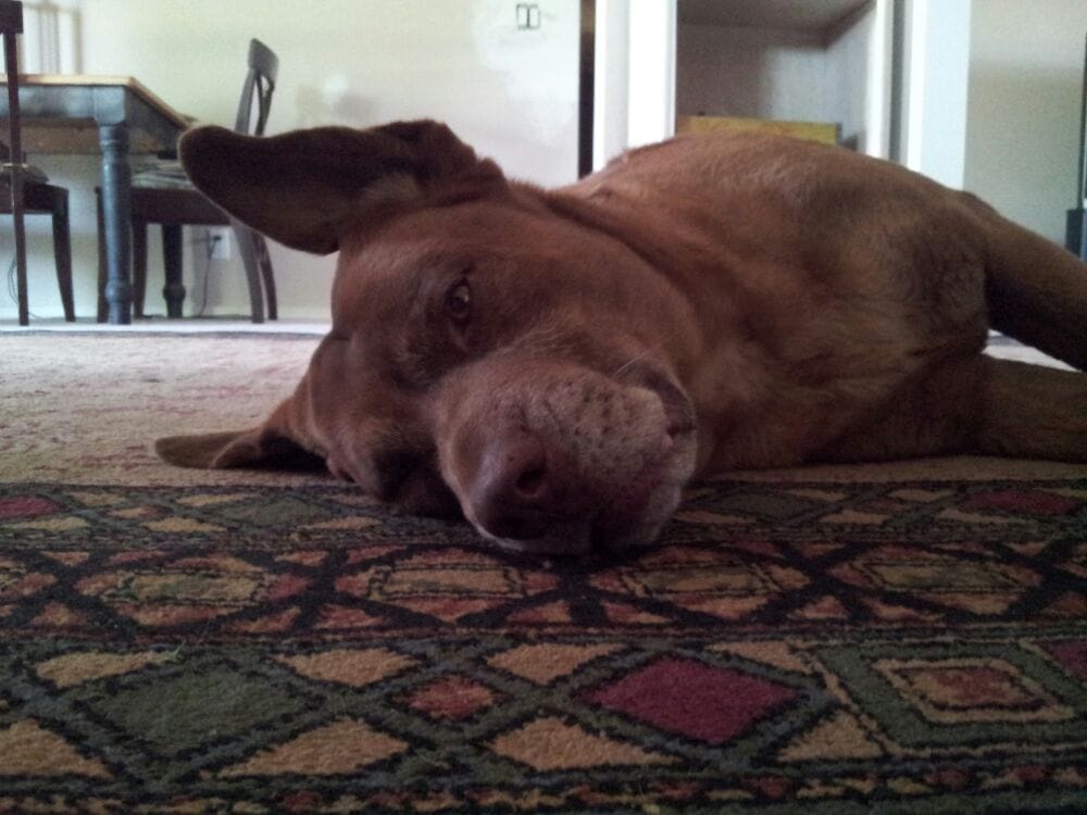 Jared D.'s profile image