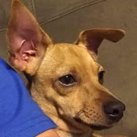 Lisa Adams Rice's profile image