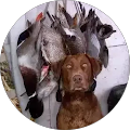 Birds & Bucks O.