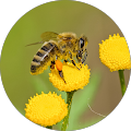 Worker Bee's Profile Image