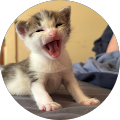 Katrina Needy's Profile Image