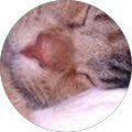 Carol Hood's Profile Image