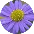 Allison Eddleman's Profile Image