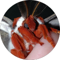 comfymoth