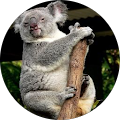 Shaun Ochsner's Profile Image