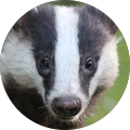 Badger F's Profile Image