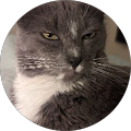 Meowzy3