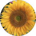 Profile Photo of Deborah DesMarais