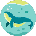 Whale Watching F.