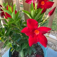 Nahid Rutherford's Profile Image