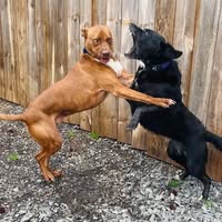 Leslie Gomes's Profile Image