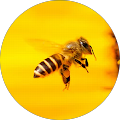 Sandie Hardman's Profile Image