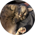 Annie Bananie's Profile Image