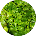 Suzanne Adams's Profile Image