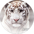 Cindy Carpenter's Profile Image