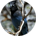 profile-photo