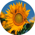 M Vasquez's Profile Image