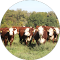 Falling Timber Farm's Profile Image