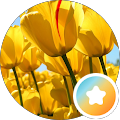 Paula Boisselle's Profile Image