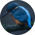 profile-photo