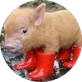 Sarah Levine's Profile Image
