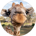 Robin Braunstein's Profile Image
