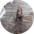 Will Dennis's Profile Image