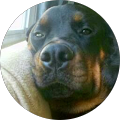 T W Dallmann's Profile Image