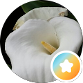 user-pic