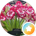 Melynda Townsend's Profile Image