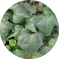 Charlotte Bachus's Profile Image
