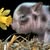 Cathye Dewhirst Curreri's Profile Image