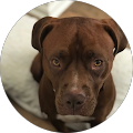 Rebecca Briddell's Profile Image