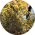profile-photo